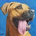 see more listings in the Dog Breeds M thru Z section