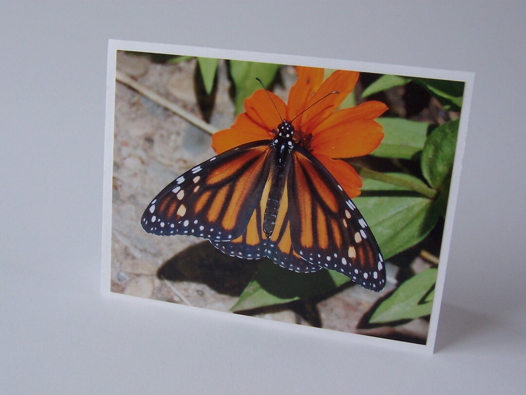 Blank Note Card - Monarch Minnesota State Butterfly - Etsy