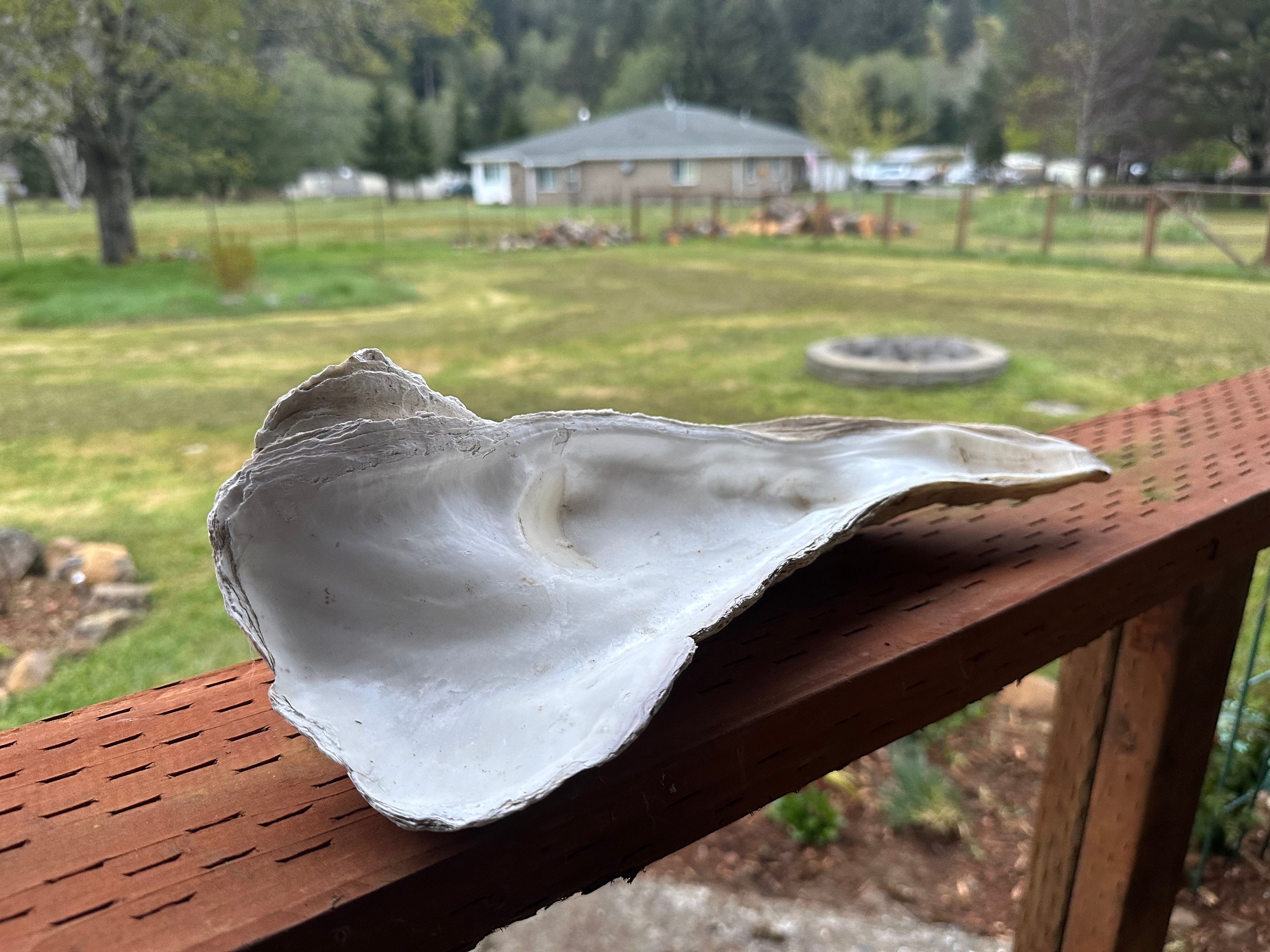 Rare Giant Pacific Oyster Shell crassostrea Gigas 14 Etsy