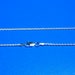 Sterling Silver 1.5 mm Wheat Necklace Chain Jewelry Supply 16 18 20 24 30 inch