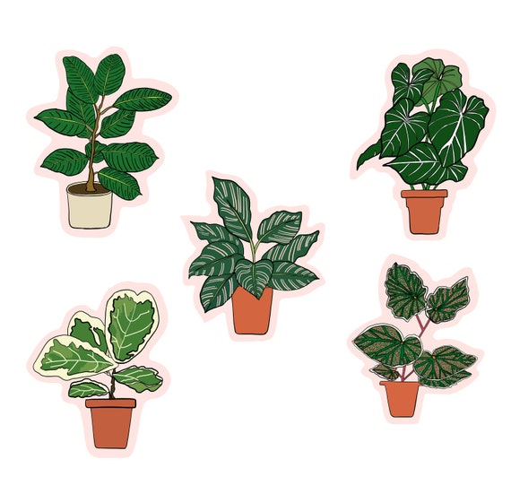 Houseplant Vinyl Sticker House Plants Variegated Fiddle Leaf Etsy