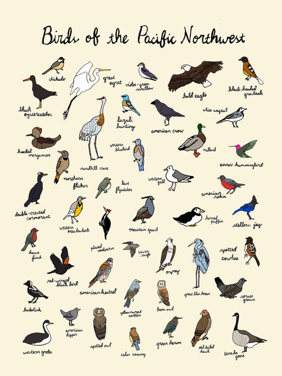 Birds Of The Pacific Northwest Print 9x12 Or 11x17 Oregon Etsy