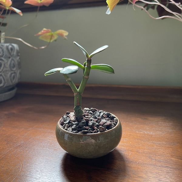 MINI Jade Bonsai Starter Kit | Plant Included | Crassula Ovata | Lucky Plant | Money Plant | Gift | Great For Beginners