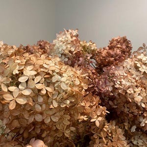 3 MED/LARGE Light Antique Rose Hydrangeas - Etsy