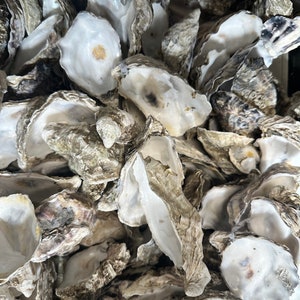 May include: A pile of oyster shells, some with the inside of the shell showing, and some with the outside of the shell showing. The shells are a mix of light and dark grey colours.
