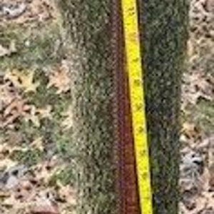 Vintage Men's Brighton Leather Belt M10055 Size 40 image 10