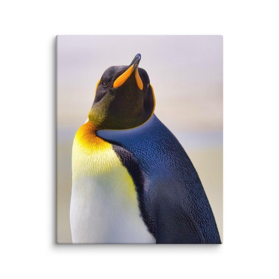 King of the Falklands - King Penguin Wall Print