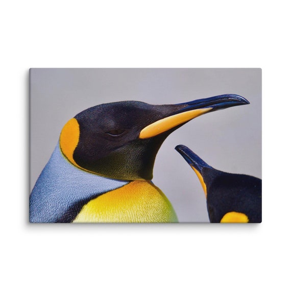 Majestic King Penguin in the Falklands – Fine Art Photography Print | Wildlife Wall Art | Nature Lover Gift