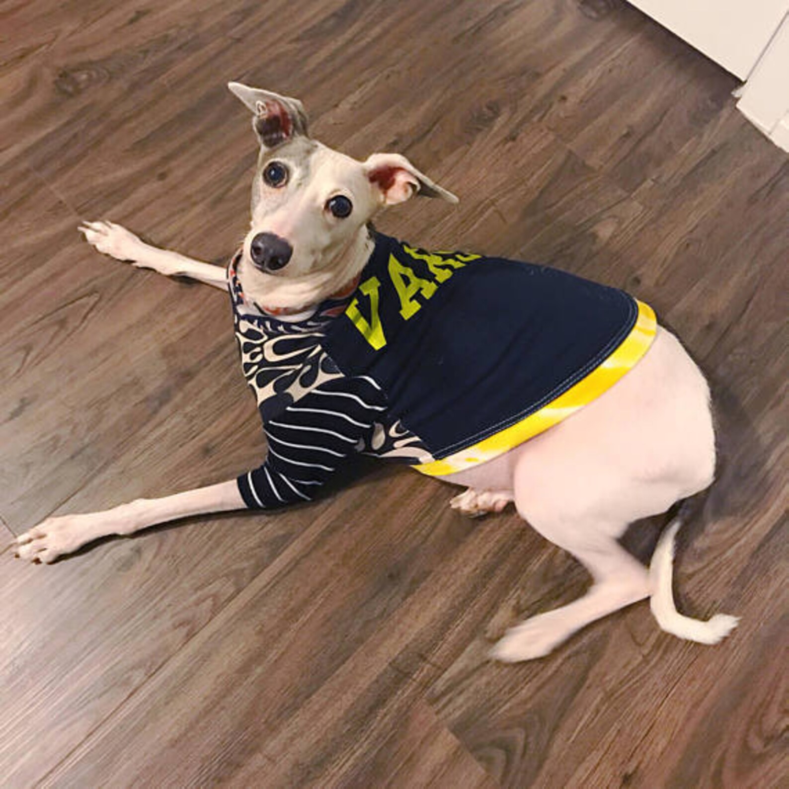 Learn From Iggy: Italian Greyhound Fitness Hacks - dg2n32a