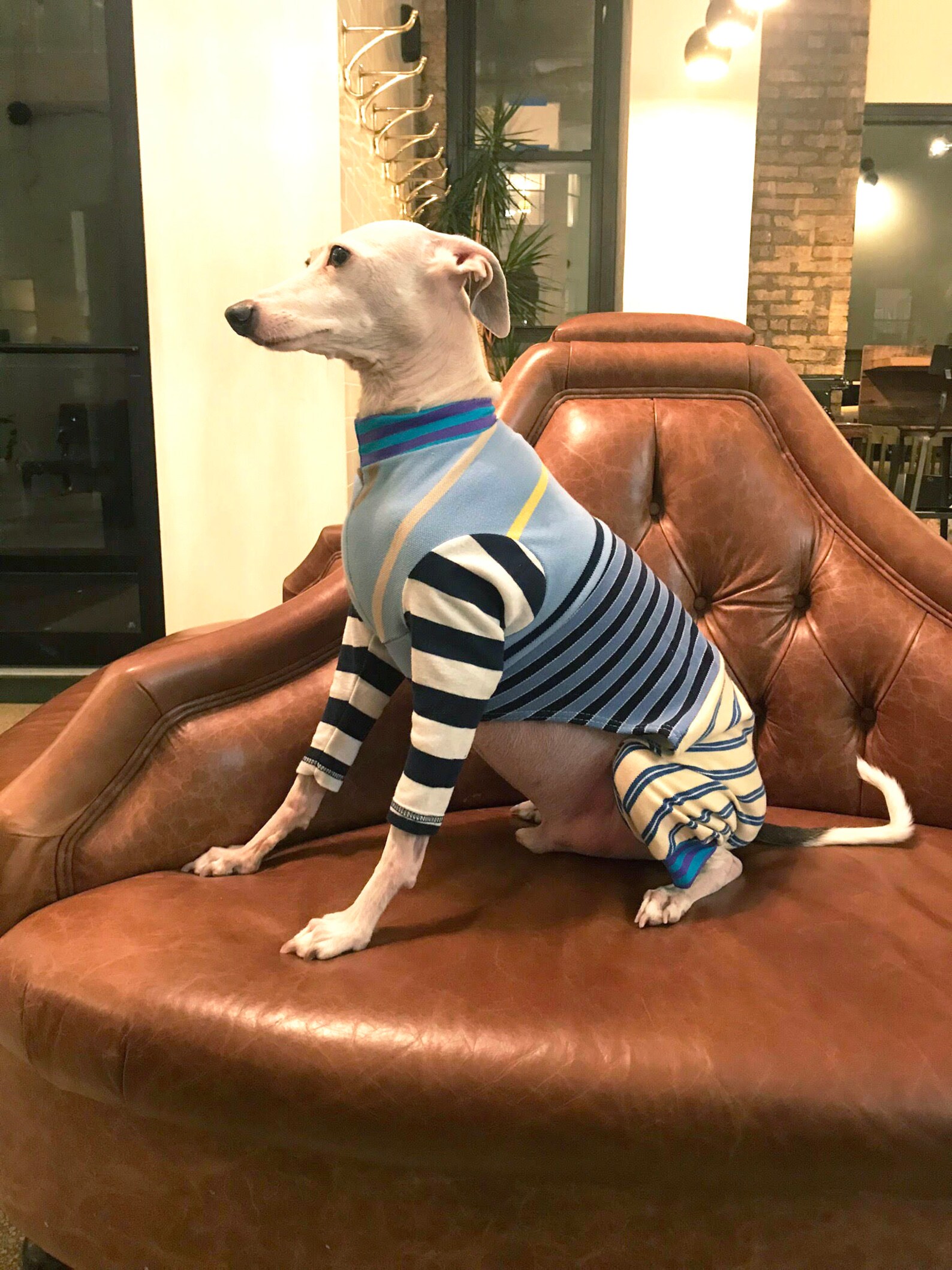Learn From Iggy: Italian Greyhound Fitness Hacks - elh450u