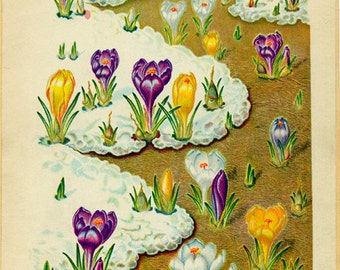 Crocus Vintage Illustration by Edith Johnston from A Book Of Garden Flowers