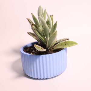 May include: A small, light blue planter with a ribbed design, holding a green succulent plant with fuzzy leaves.