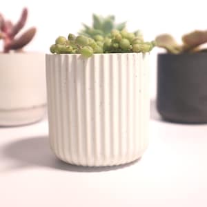 May include: Three small white and black ceramic planters with different succulents growing inside. The planters have a ribbed texture.