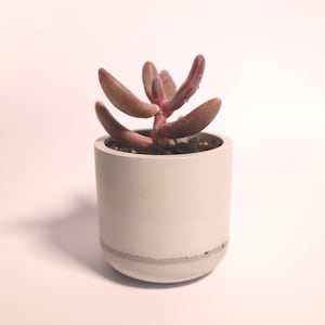 Smooth Concrete Planter Cup: Modern Succulent Planter, Vanity Organizer