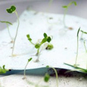 May include: Small green seedlings with tiny leaves sprouting from light blue and pale green paper sheets. The delicate plants have thin, pale stems and are growing upwards from the surface of the paper, showing early stages of plant development.