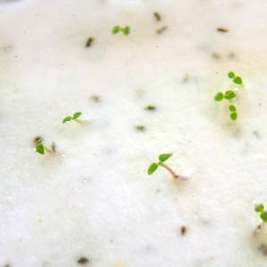 Peut inclure: Gros plan sur une surface blanche avec plusieurs petites pousses vertes &eacute;mergeant de la surface. Il y a aussi quelques petites graines brunes &eacute;parpill&eacute;es sur la surface.
