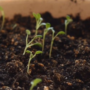 May include: A white ceramic planter filled with dark, moist potting soil containing numerous small green seedlings. The young plants have thin stems and tiny, delicate leaves emerging from the earth, scattered across the surface of the container.