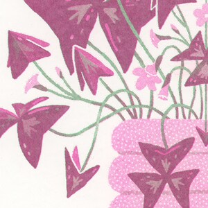 May include: A bouquet of pink and purple flowers in a pink and white polka dot vase. The flowers have five petals and are arranged in a vase with a textured surface.