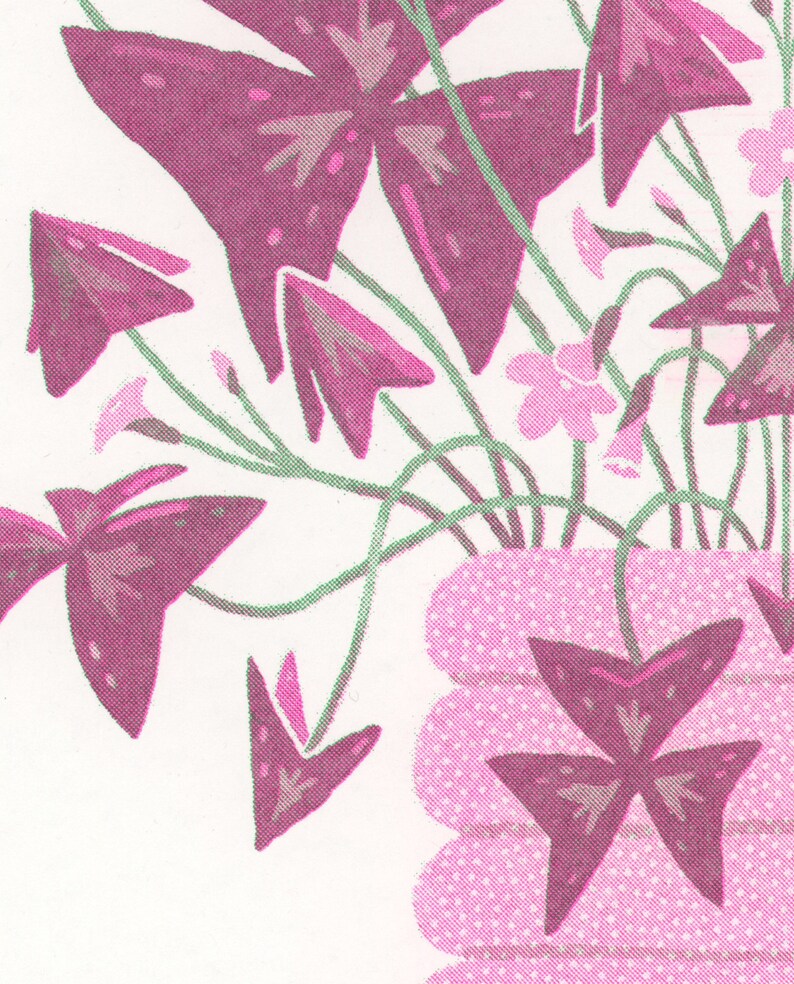 May include: A bouquet of pink and purple flowers in a pink and white polka dot vase. The flowers have five petals and are arranged in a vase with a textured surface.