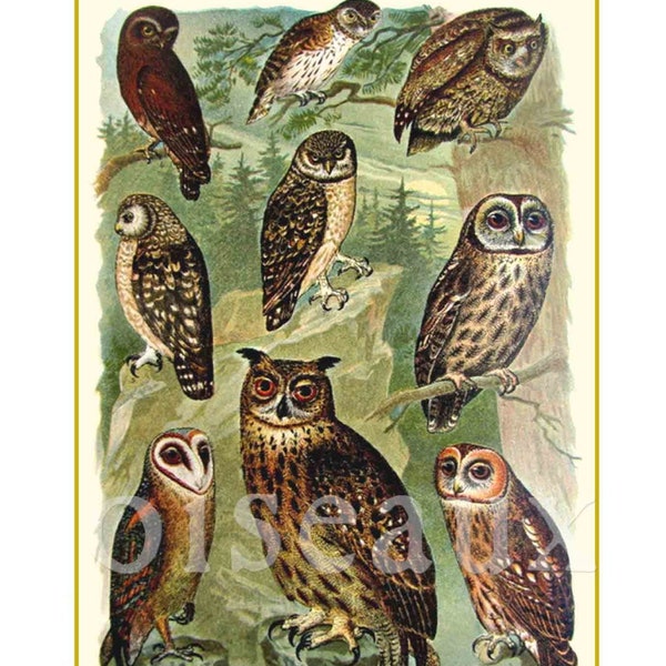 Ex libris vintage con gufi - Ex libris personalizzati - Set da 24 - Regalo ideale per naturalisti, amanti degli uccelli e appassionati di natura.