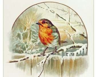 Vintage Robin Bookplates - Custom Book Labels - Nature Lover, Unique Personalized Gift, Ex Libris