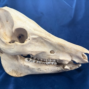 May include: A detailed side view of a pig skull, showcasing the natural bone structure and teeth. The skull is off-white with subtle variations in color, and the eye socket and nasal cavity are clearly visible. The teeth are intact, and the jaw is slightly open.