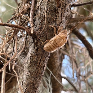 Exoesqueleto de cigarra Caparazón de cigarra Insectos reales en espécimen de resina Idea de proyecto de decoración única para el hogar Adornos navideños australianos Decoración natural