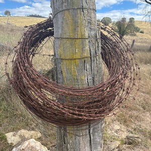 May include: A close-up of a wooden fence post with a coil of rusty barbed wire wrapped around it. The post is weathered and gray, with a yellow stain running down the side. The barbed wire is coiled tightly, with the barbs pointing outwards.