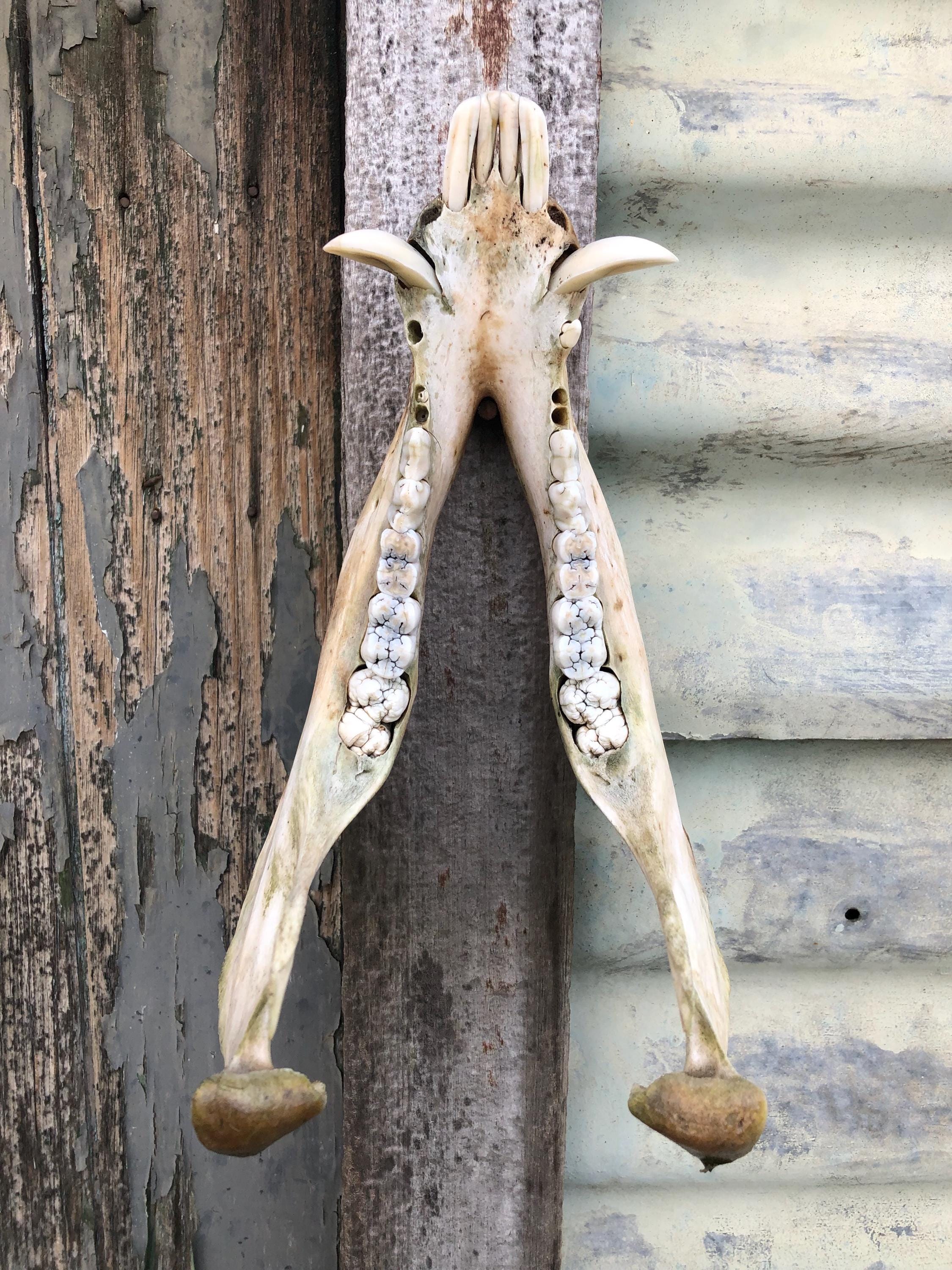 本物のイノシシのあご、中くらいの牙付き、豚の歯、男の隠れ家
