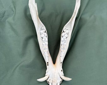 イノシシの頭蓋骨 - 雌イノシシの頭蓋骨の剥製トロフィー、2番目の