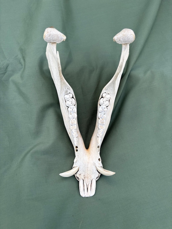 本物のイノシシのあご、中くらいの牙付き、豚の歯、男の隠れ家