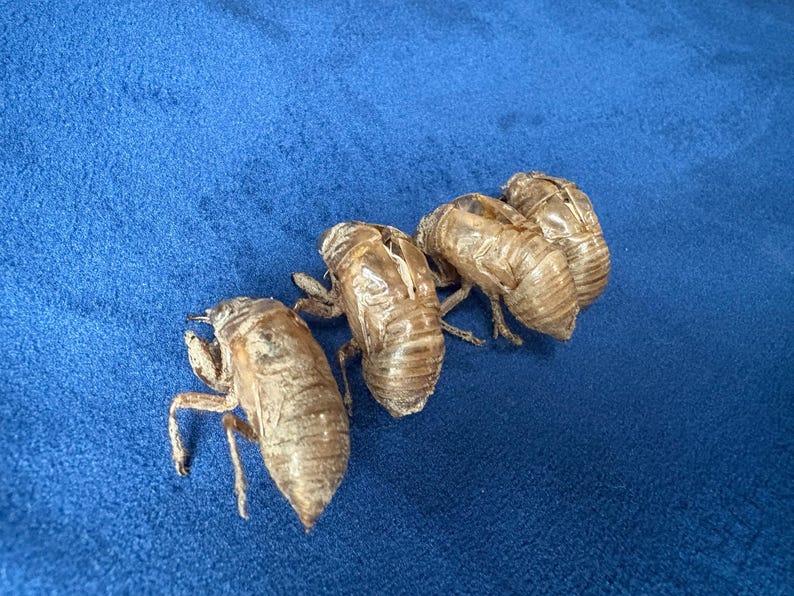 Cicada Exoskeleton Cicada Shell Real Insects in Resin Specimen Unique ...