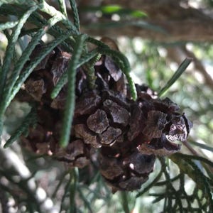 May include: Close-up of a brown pine cone with a textured surface. The cone is attached to a green pine branch.