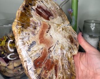 Large Petrified Wood Slab - Grounding and Ancestral Connection