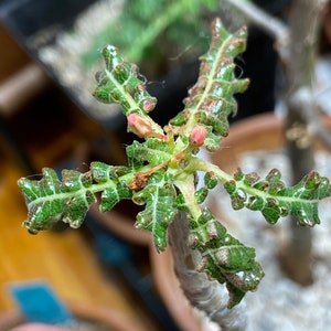 Boswellia Nana x Sacra Frankincese Tree - Rare SocotranPachycaul Caudex Caudiciform succulent Resin Incense Tree