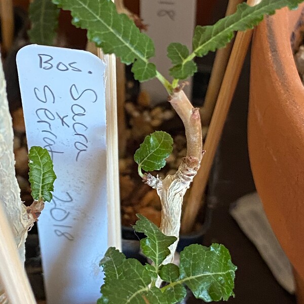 Boswellia Sacra x Serrata - LIVE PLANT Olibanum Rare Seed Grown Frankincense Tree / Pachycaul Caudex Caudiciform succulent Resin Incense