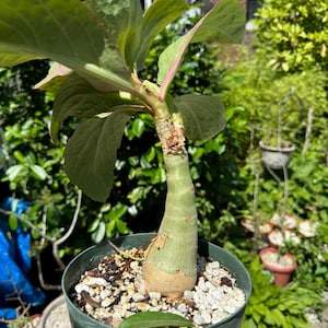 Cyphostemma Juttae - Rare Succulent Caudex Tree - Wild Grape