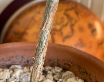 Commiphora Wightii - Guggul Indian Myrrh Tree Plant / Rare Caudex Caudiciform Pachycaul Incense Resin Tree