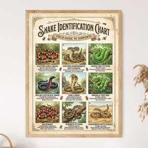 Snake Identification Chart Poster, Reptile Species Guide Educational Wall Art
