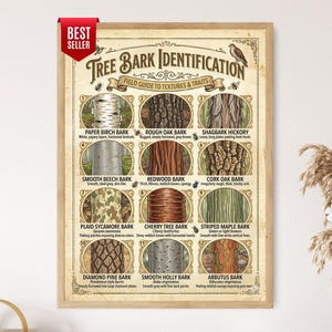 May include: A framed educational poster titled Tree Bark Identification: Field Guide to Textures & Traits. It displays twelve numbered illustrations of various tree barks including paper birch, oak, hickory, beech, redwood, cork, sycamore, cherry, maple, pine, holly, and arbutus.