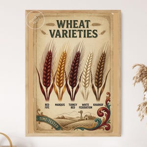 Peut inclure: Une affiche encadrée intitulée WHEAT VARIETIES présentant des illustrations de cinq épis de blé en rouge, or, brun foncé, blanc et brun. Sous les épis figurent les étiquettes Red Fife, Marquis, Turkey Red, White Federation et Kharkof.