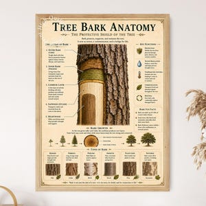 Peut inclure: Une affiche éducative encadrée intitulée Tree Bark Anatomy, présentant une illustration centrale des couches de l'arbre, incluant l'écorce externe, l'écorce interne, le cambium, l'aubier et le bois de cœur, avec des schémas sur la croissance.