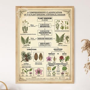May include: A botanical wall chart titled A COMPREHENSIVE CLASSIFICATION OF THE PLANT KINGDOM: A BOTANICAL DIAGRAM. The cream-colored poster features black text, lines, and detailed illustrations of moss, ferns, conifers, and flowers with labels.
