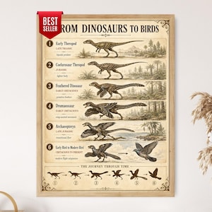 Könnte beinhalten: Ein gerahmtes Lehrplakat mit dem Titel FROM DINOSAURS TO BIRDS, das sechs nummerierte Illustrationen zeigt, welche die evolutionäre Entwicklung von Theropoden zu modernen Vögeln darstellen, inklusive rotem BEST SELLER-Etikett und Zeitstrahl.