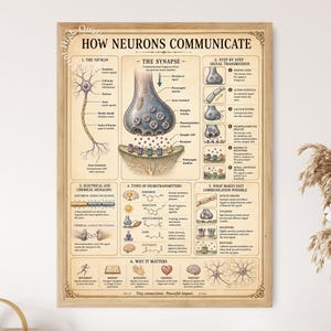 May include: A framed educational poster titled HOW NEURONS COMMUNICATE, featuring detailed anatomical diagrams of a neuron and synapse, chemical signaling processes, neurotransmitter types, and their functions, all printed on a vintage-style beige background.