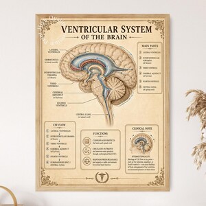 Może przedstawiać: Plakat edukacyjny w stylu vintage zatytułowany Ventricular System of the Brain, przedstawiający szczegółową ilustrację anatomiczną ludzkiego mózgu, oznaczone części, schematy przepływu płynu mózgowo-rdzeniowego, funkcje oraz notatkę kliniczną na beżowym tle.