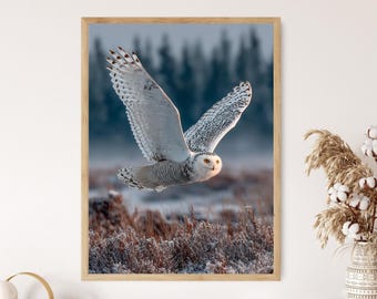 May include: A framed print of a snowy owl in mid-flight. The owl's white plumage is marked with black spots, and its wings are fully extended. The background depicts a blurred landscape with a forest and brown field.