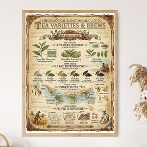 Vintage tesortsdiagram, botanisk guide, Camellia Sinensis-tryck, kulinarisk infografik