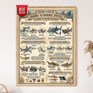 Könnte beinhalten: Ein gerahmtes Lehrplakat mit dem Titel Major Types of Sharks to Diverse Species, das detaillierte Illustrationen und Beschreibungen verschiedener Haiarten zeigt, kategorisiert nach ihren Jagd- und Fressgewohnheiten, inklusive eines roten Best Seller Banners.