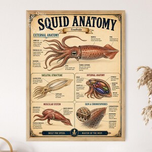 May include: A rectangular educational poster titled Squid Anatomy featuring detailed scientific illustrations of a squid, including its external anatomy, skeletal structure, internal anatomy, muscular system, and skin chromatophores on a beige background.